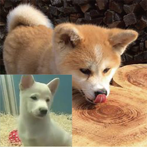 animal